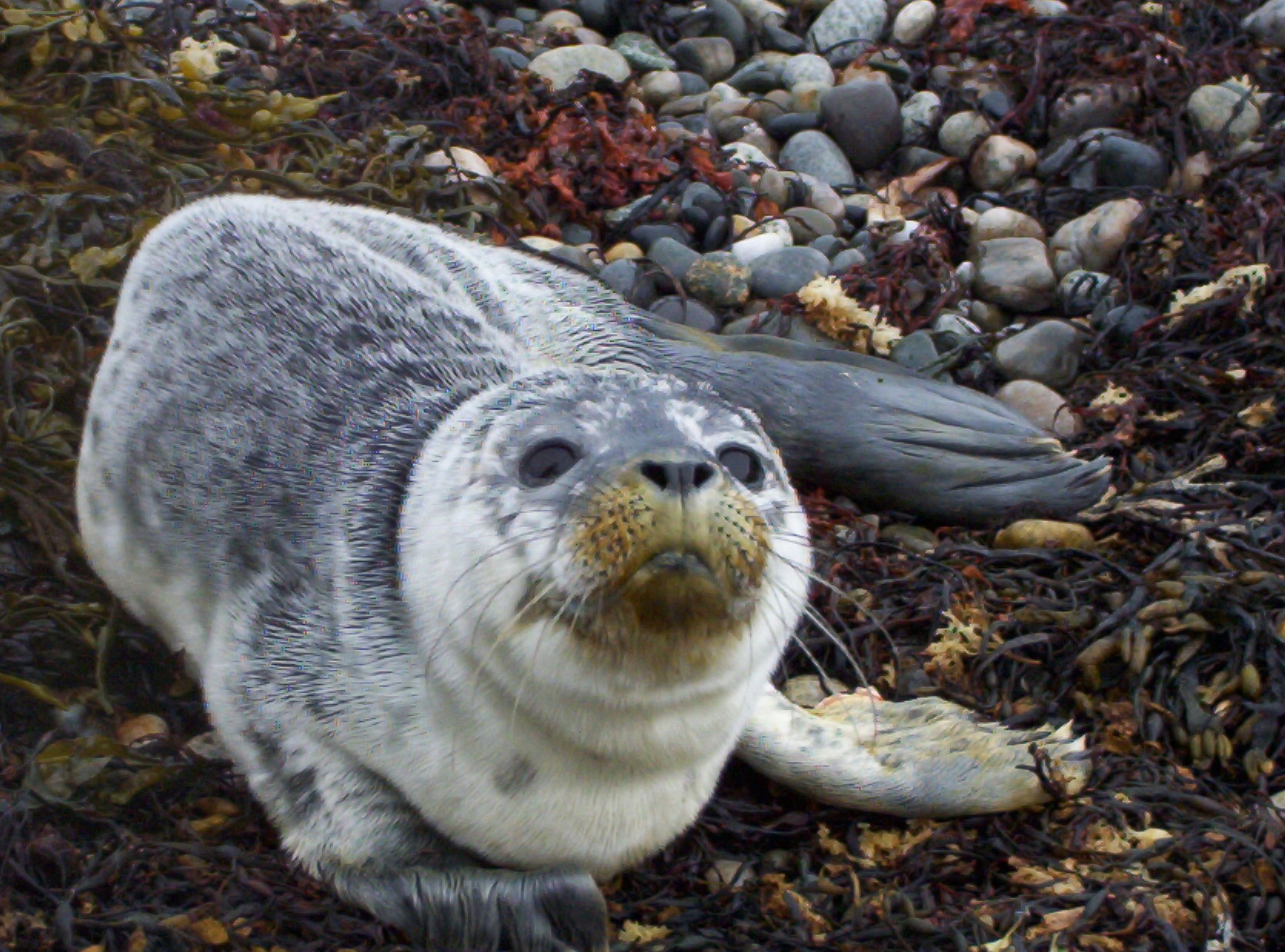 Harbor Seal Pup | FWS.gov